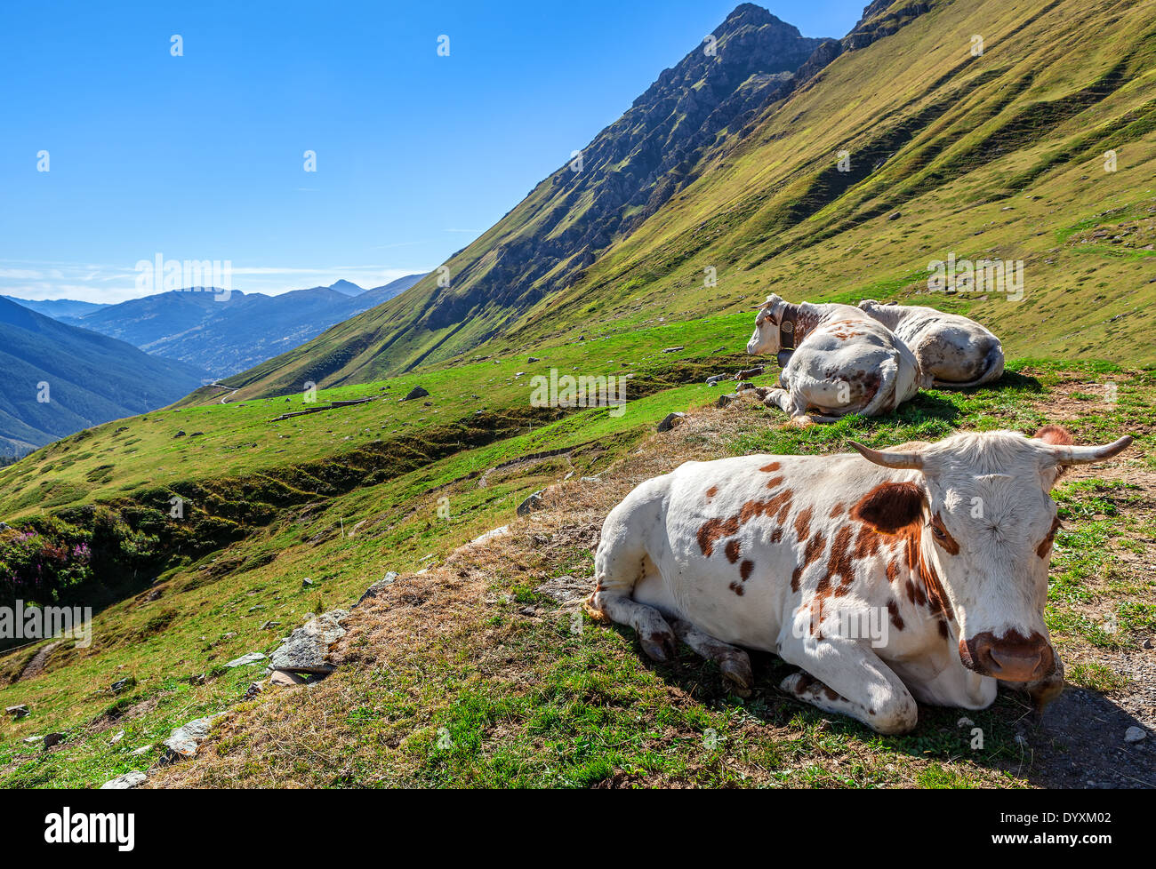 Vacche su verde pascolo alpino nelle Alpi italiane. Foto Stock