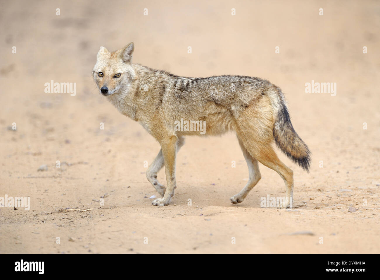 Golden Jackal (Canis aureus) camminare sulla sabbia. Foto Stock