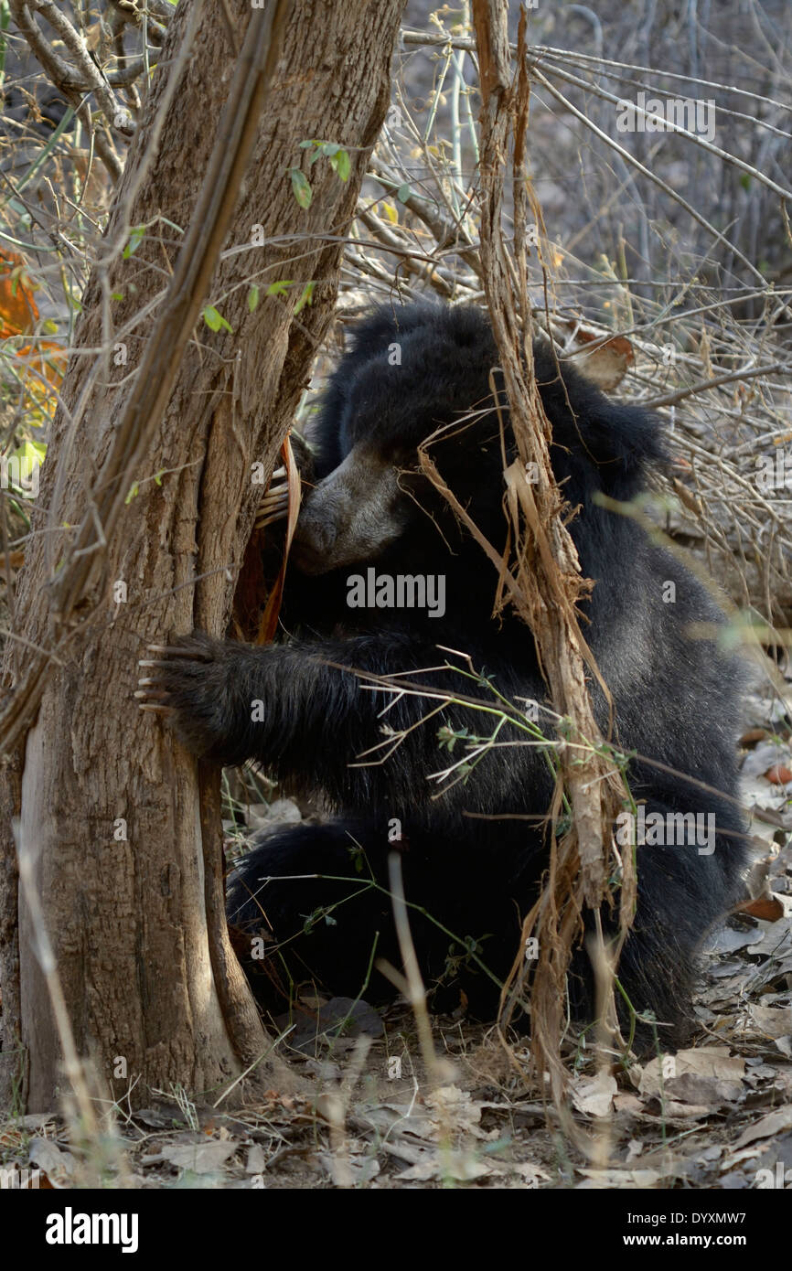 Sloth Bear (Melursus ursinus) profumo marcatura su una struttura ad albero Foto Stock