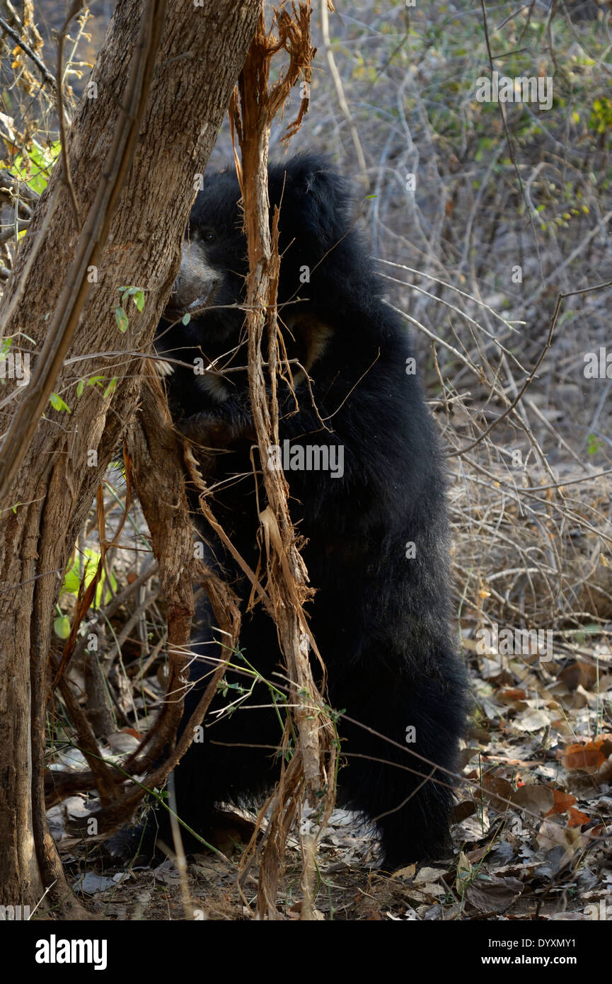 Sloth Bear (Melursus ursinus) profumo marcatura su una struttura ad albero Foto Stock