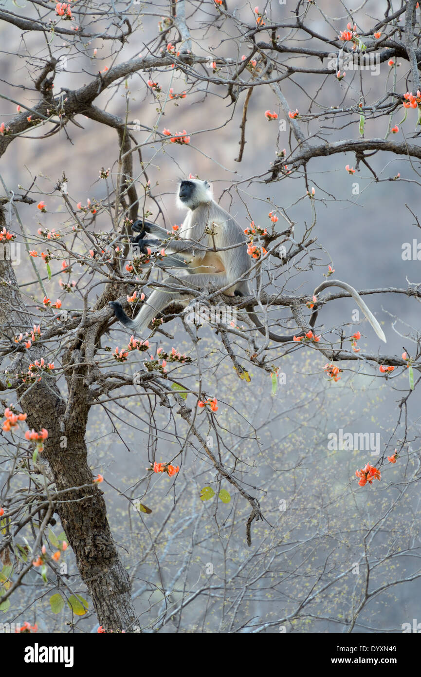 Hanuman Langur (Semnopithecus entellus) mangiare fiori in una struttura ad albero. Foto Stock