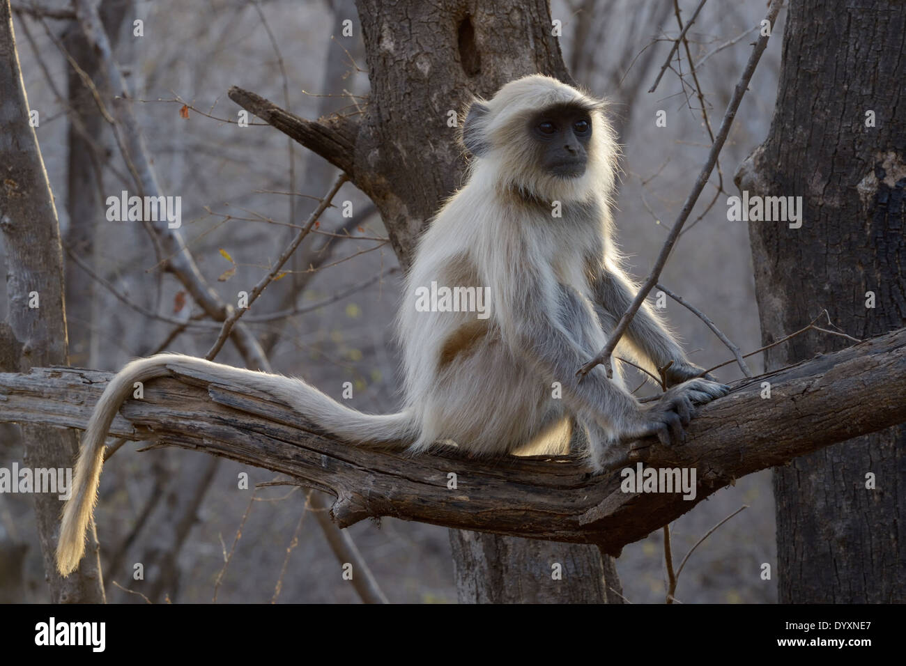 Hanuman Langur (Semnopithecus entellus) seduta nella struttura ad albero in controluce. Foto Stock