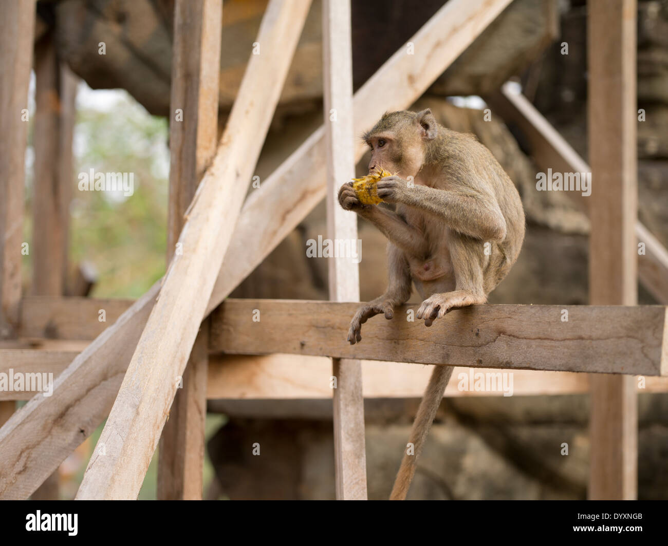 Scimmia macaco a Porta Sud di Angkor Thom, Siem Reap, Cambogia Foto Stock