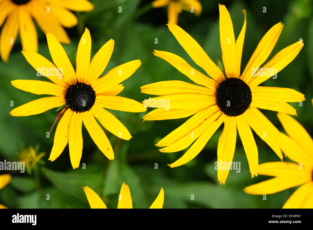 Divertimento sfondo floreale: giallo margherite o black-eyed Susan, Rudbeckia hirta Foto Stock