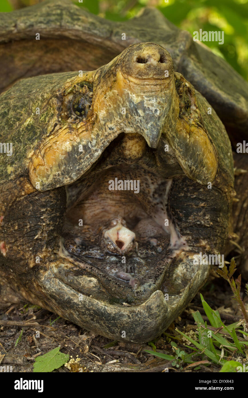 Snapping alligatore tartaruga (Macrochelys temminckii) è la più grande delle tartarughe di acqua dolce nel mondo basato sul peso, Louisiana Foto Stock