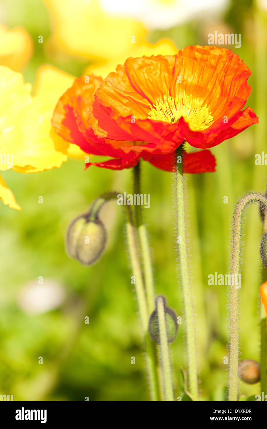 Papaver alpinum alpino o di semi di papavero Foto Stock