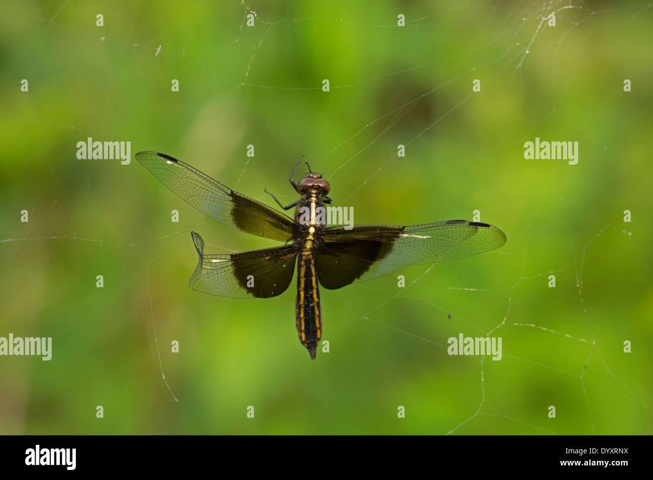 Vedova (Skimmer Libellula luctuosa) è uno del gruppo di libellule noto come il re gli skimmer, New York, intrappolata nella ragnatela Foto Stock
