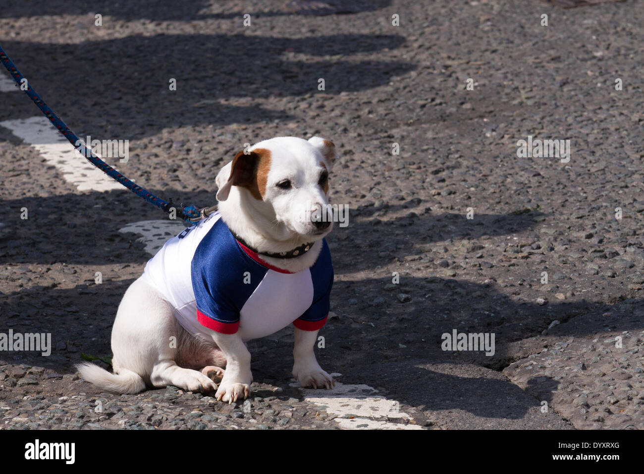 Manchester, Regno Unito 27 aprile, 2014. Un cane in un Inghilterra shirt guardando il St George's weekend celebrazioni, una famiglia evento tenutosi in Albert Square e Piccadilly, con un'estensione dell'annuale St George parata e una joint venture per contribuire a celebrare l'Inghilterra del Santo Patrono con molte attività & performers. Manchester abbraccia i giorni quando entrambe le feste nazionali e parate hanno lo scopo di portare la città insieme e fornire Mancunians con un evento in cui le diverse identità nazionali vengono celebrati. Foto Stock