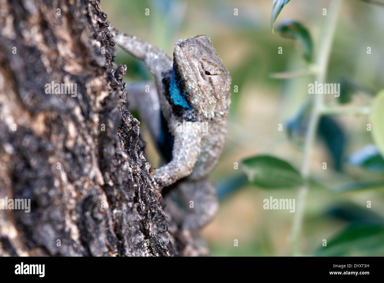 Deserto maschio lucertola spinosa (Sceloporus Clarkii) Foto Stock