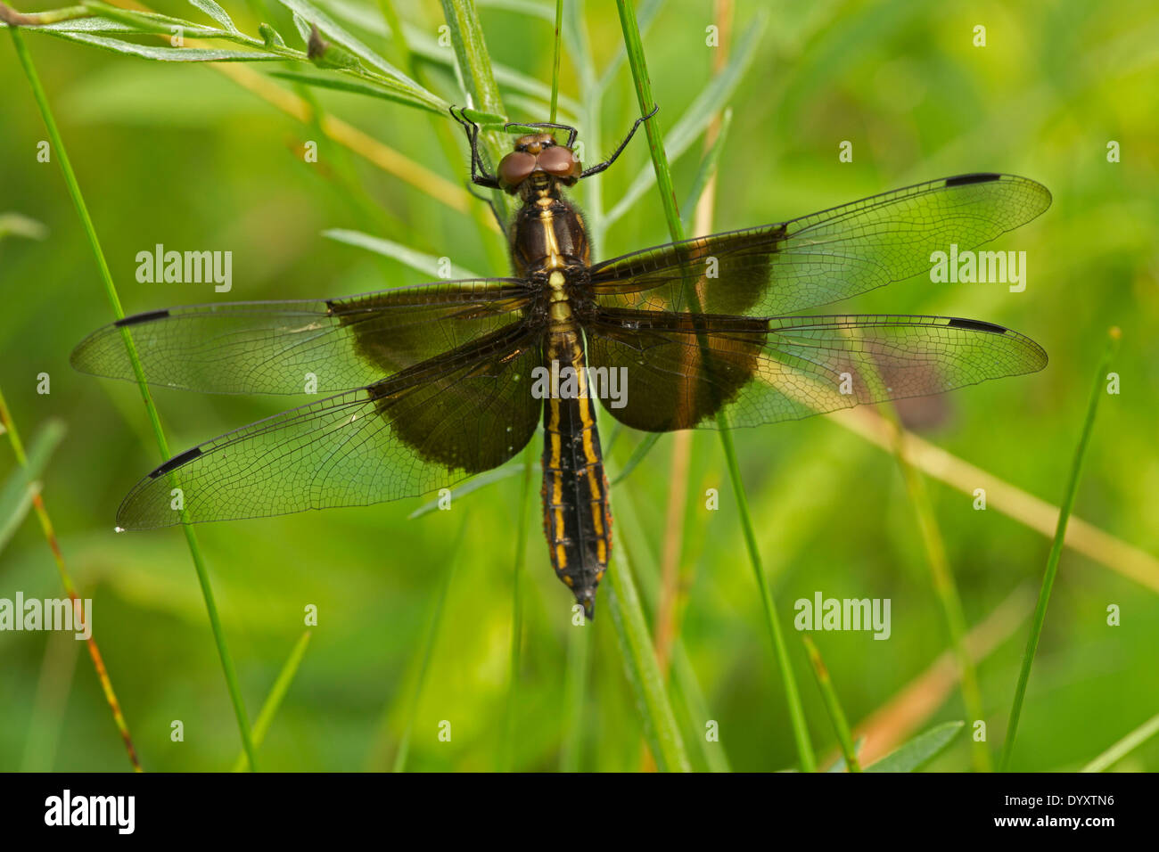 Vedova (Skimmer Libellula luctuosa) è uno del gruppo di libellule noto come il re gli skimmer, New York Foto Stock