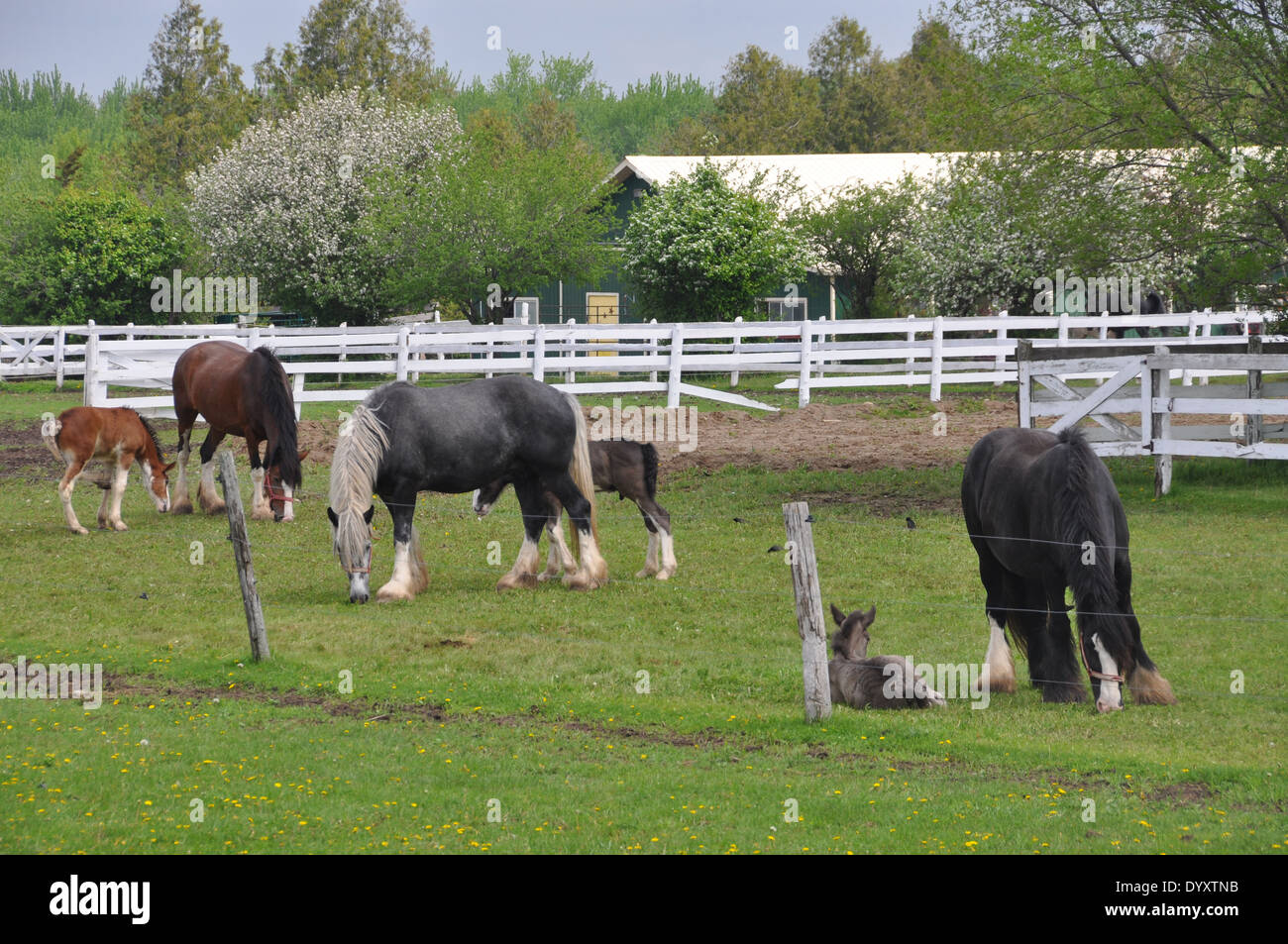 I cavalli pascolano sulla fresca erba verde in un agriturismo nelle zone rurali di Ontario, Canada. Foto Stock