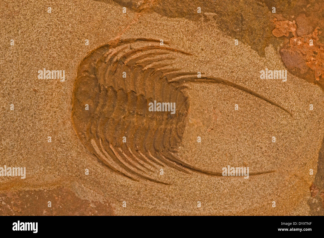 Trilobata, fossile di estinto invertebrati marini Foto Stock