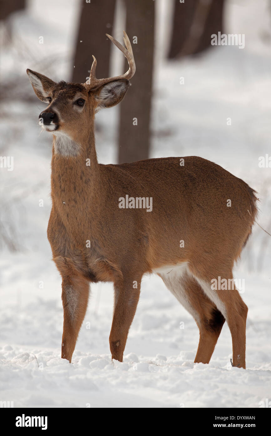 White-tailed deer , Odocoileus virginianus, New York, Stati Uniti d'America, buck con un capannone di corna Foto Stock