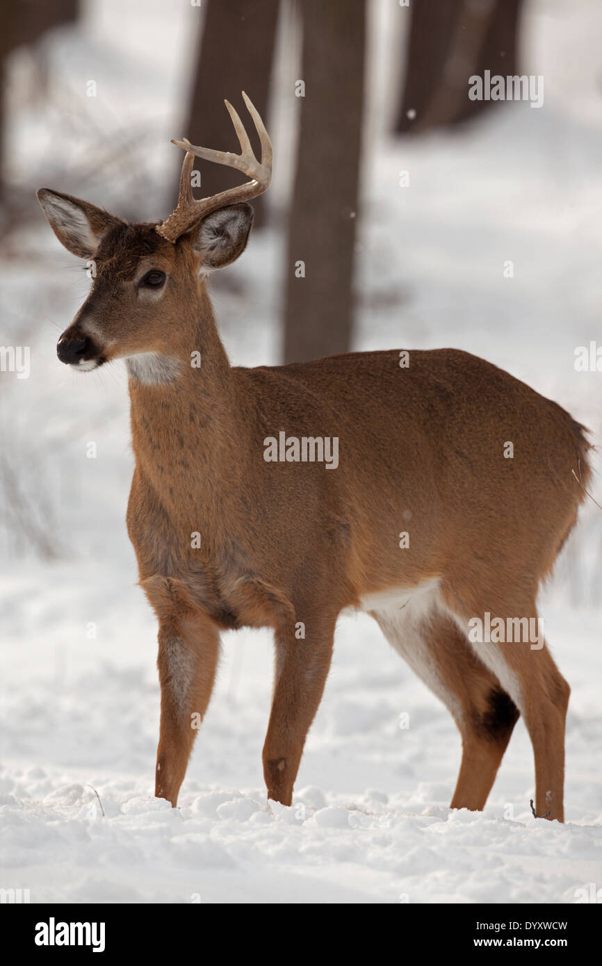 White-tailed deer , Odocoileus virginianus, New York, Stati Uniti d'America, buck con un capannone di corna Foto Stock