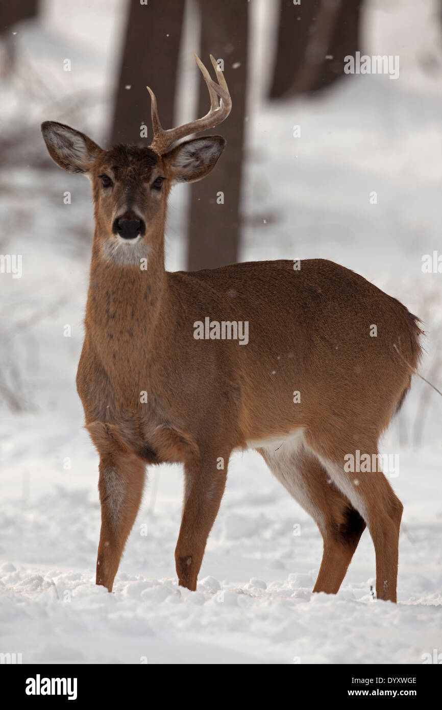 White-tailed deer , Odocoileus virginianus, New York, Stati Uniti d'America, buck con un capannone di corna Foto Stock