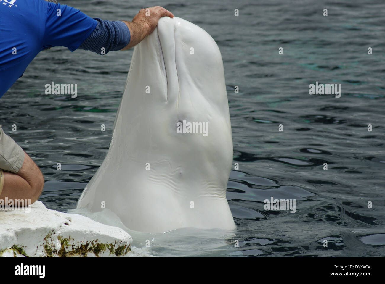 Il Beluga Whale Sea World Foto Stock