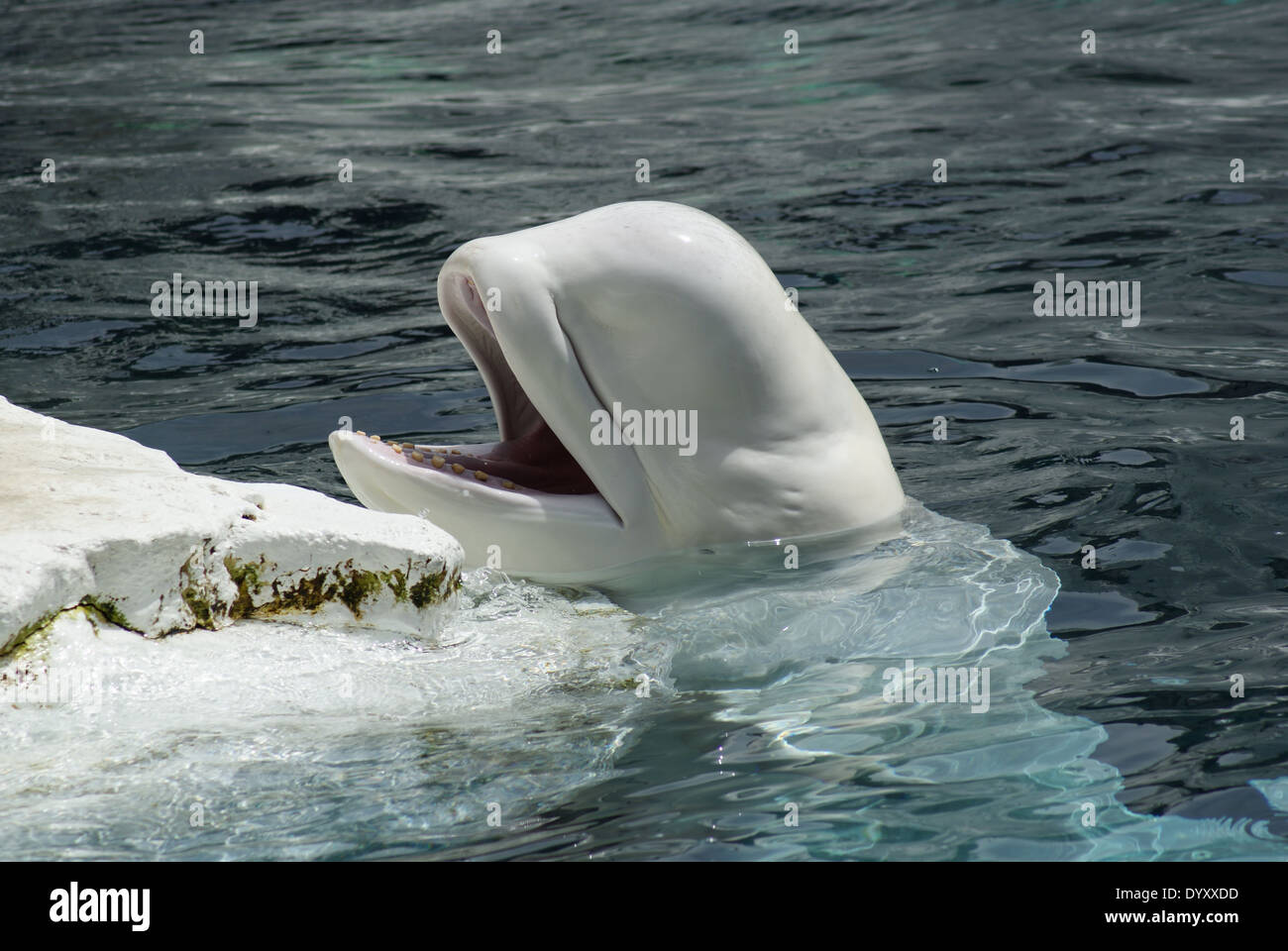 Il Beluga Whale al Sea World di San Diego Foto Stock