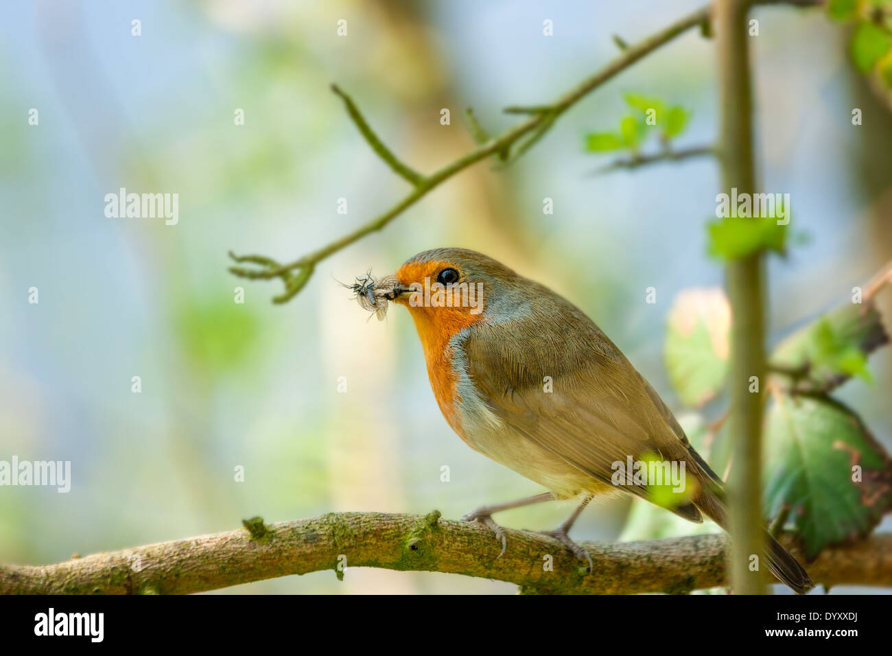 Robin erithacus rubecula giardino bird con live vola nel suo becco Foto Stock