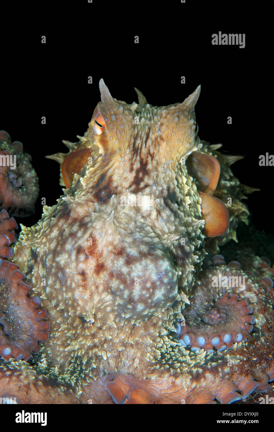 Gigante polpo del Pacifico o del Pacifico del Nord polpo gigante, (Enteroctopus dofleini). Giappone Mare, Estremo Oriente, Primorsky Krai, Russia Foto Stock