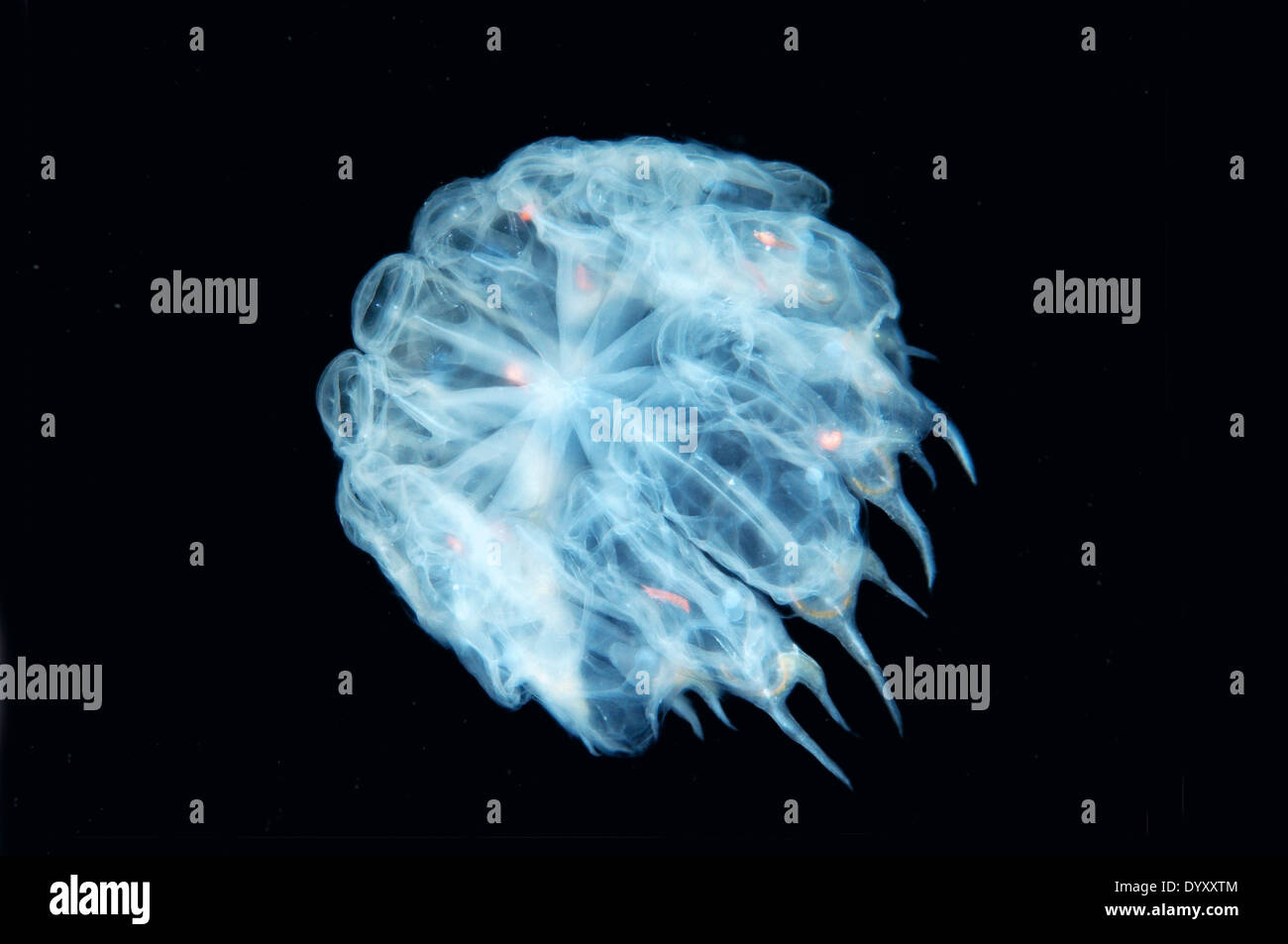Colony panettiere cyclosalpa (cyclosalpa bakeri). Giappone Mare, Estremo Oriente, Primorsky Krai, Federazione russa Foto Stock