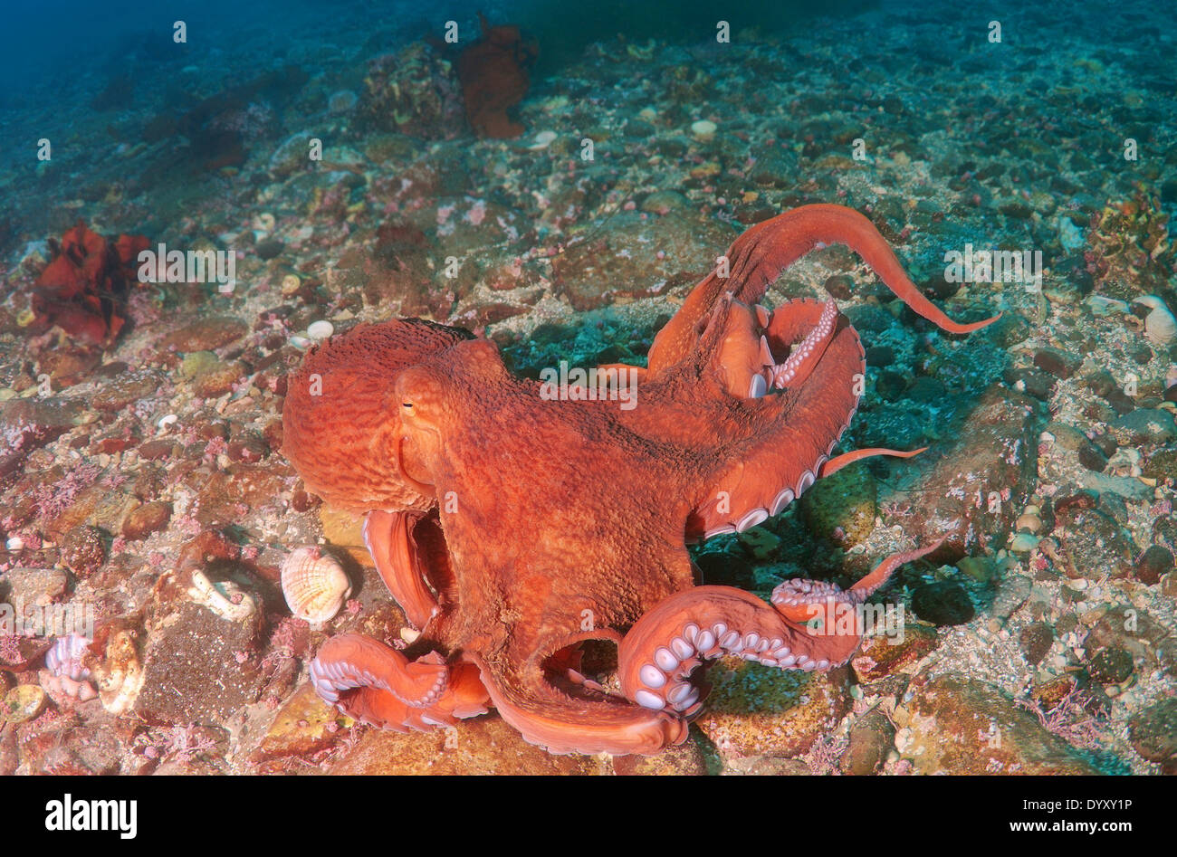 Gigante polpo del Pacifico o del Pacifico del Nord polpo gigante, (Enteroctopus dofleini). Giappone Mare, Estremo Oriente, Primorsky Krai, Russia Foto Stock