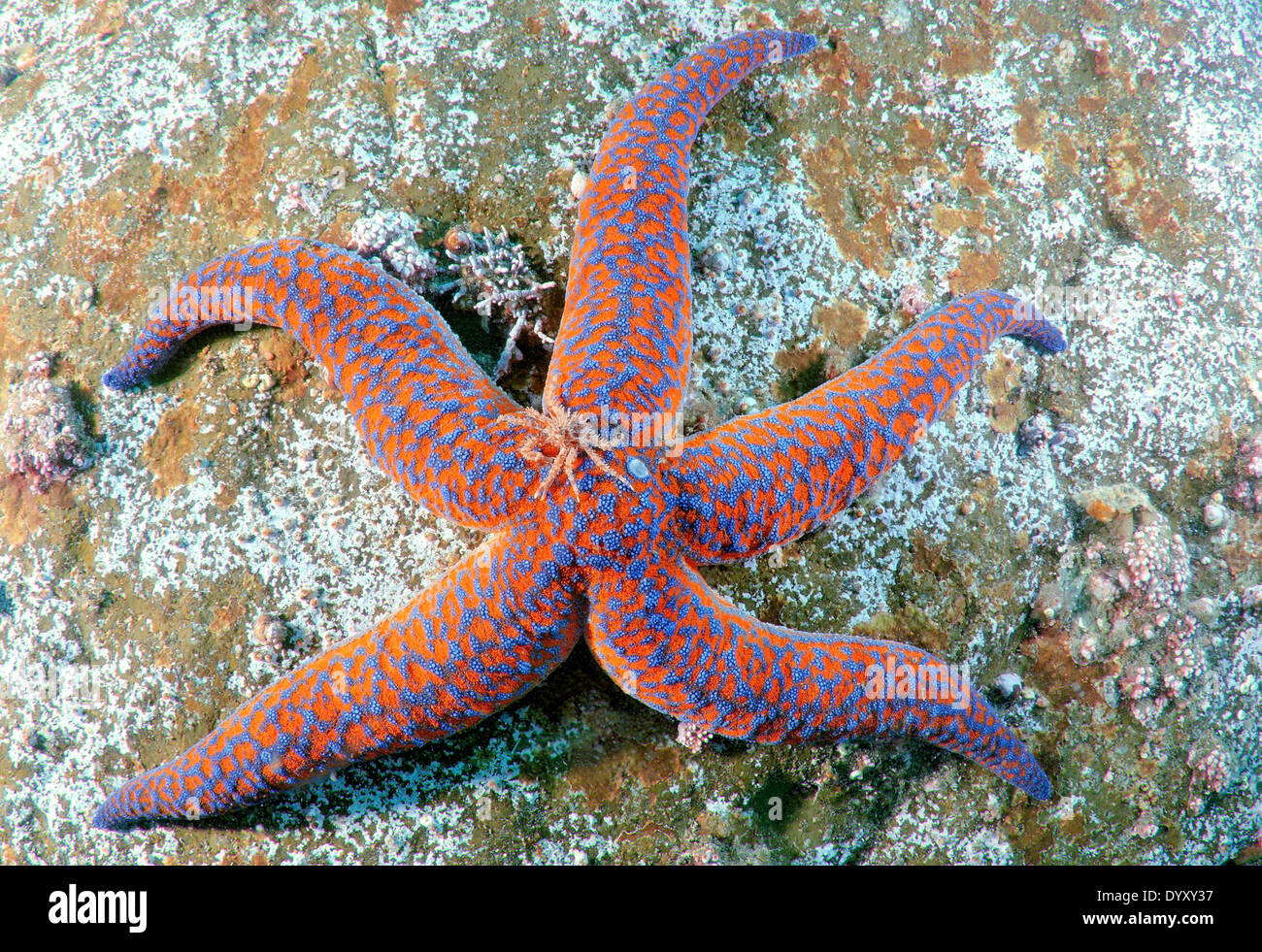 Rosso giovane re granchio (Paralithodes camtschaticus) si siede su una stella di mare (evasterias retifera) Giappone Mare, Estremo Oriente, Primorsky Krai, Foto Stock