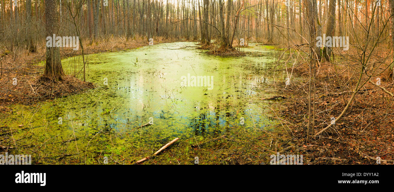 Wild Bog Swamp. Natura russo in primavera Foto Stock