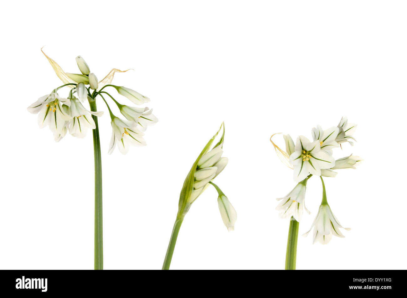 Tre monopolizzato il porro fiori e boccioli isolata contro bianco Foto Stock