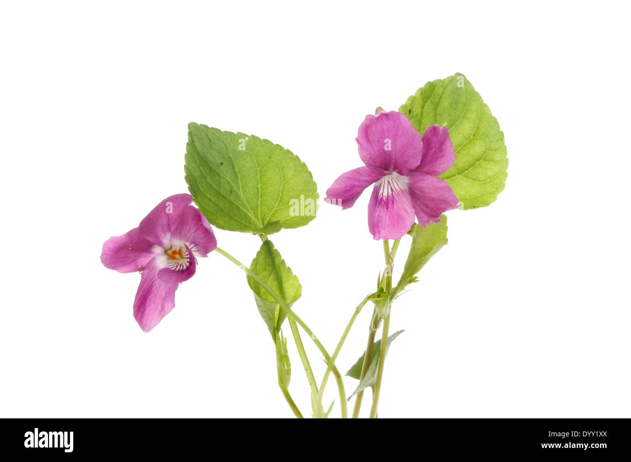 La Violetta fiori e fogliame isolata contro bianco Foto Stock