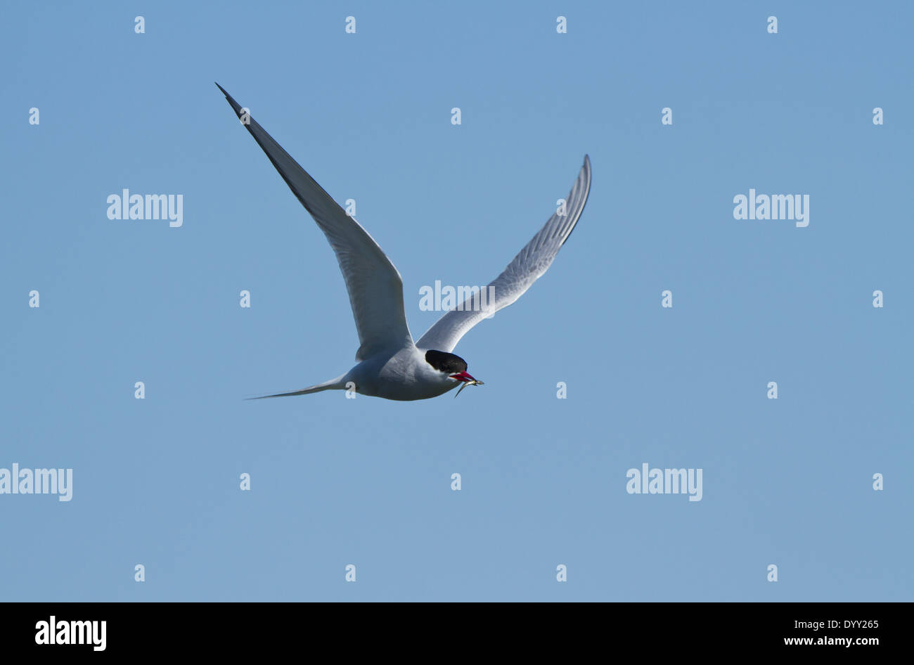 Il Comune Tern (Sterna hirundo), di uccelli marini nella famiglia Sternidae di Sterne, volare mentre trasporta un pesce. Foto Stock