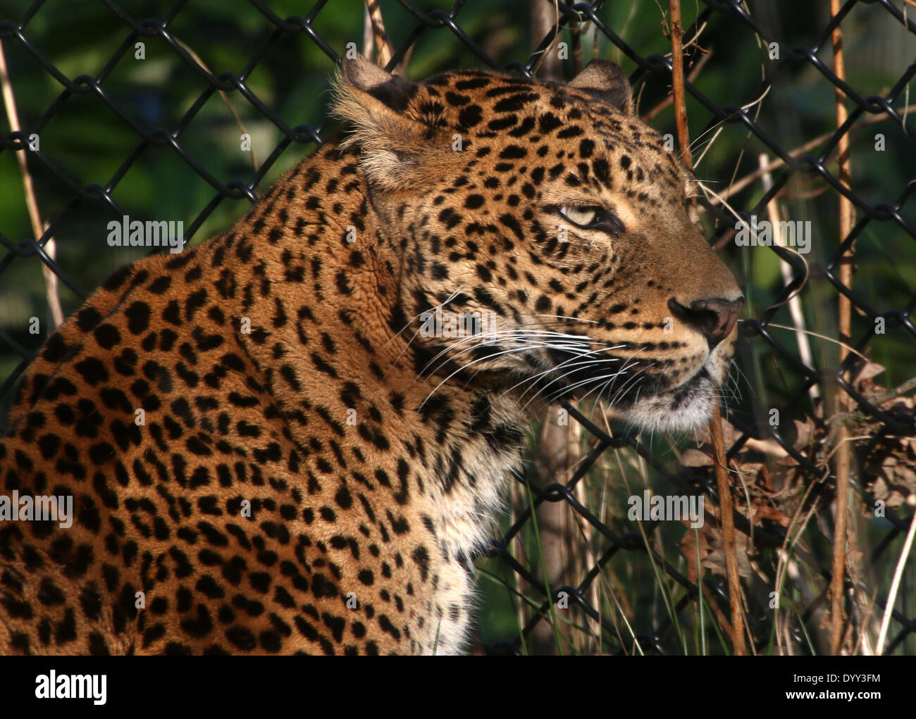 Sri-Lankan Leopard o panther ( Panthera pardus kotiya) close-up Foto Stock