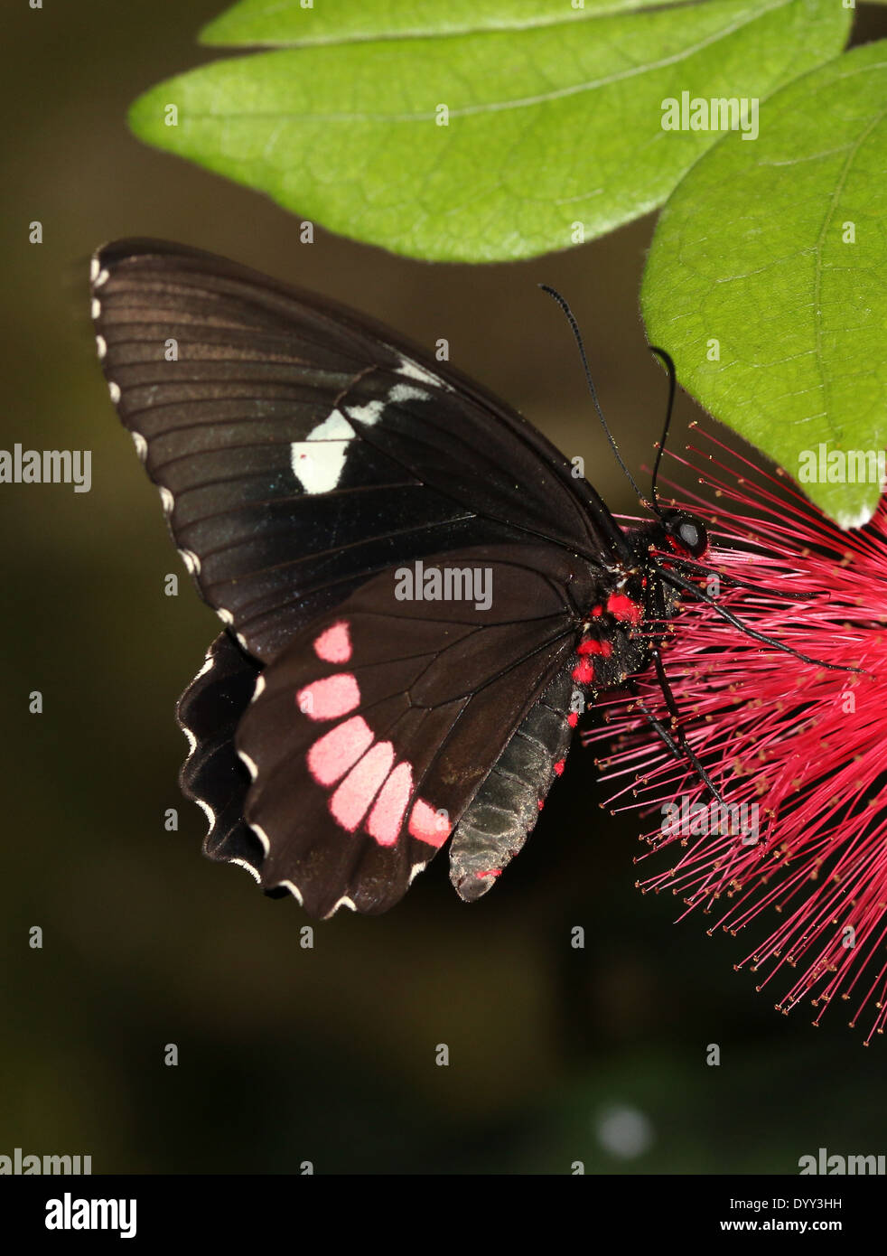 Rosa o Cattleheart Transandean Cattleheart Butterfly (Parides iphidamas) foraggio su un rosso fiore tropicale Foto Stock