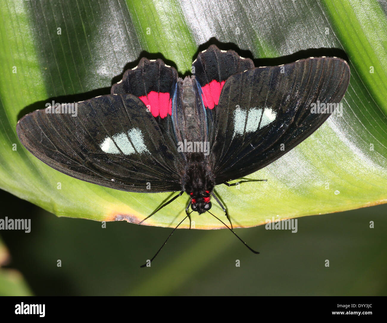 Maschio Cattleheart rosa o Transandean Cattleheart Butterfly (Parides iphidamas) in posa su una foglia, alette aperte Foto Stock