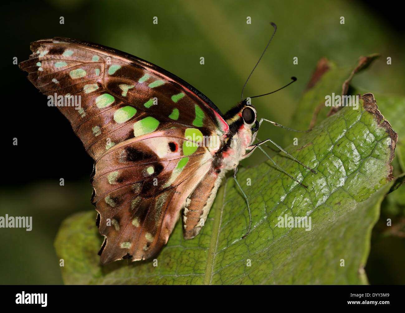 Verde codato Jay Butterfly (Graphium Agamennone) a.k.a. Triangolo verde o verde-triangolo maculato Foto Stock