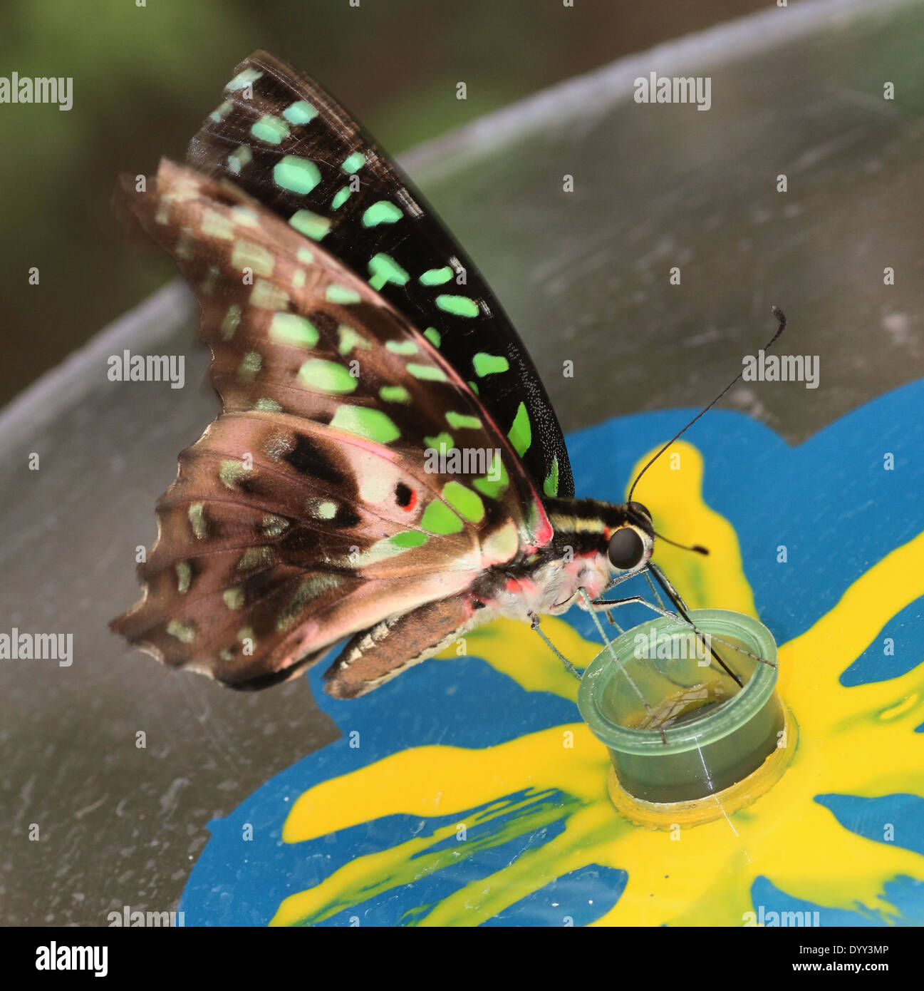 Verde codato Jay Butterfly (Graphium Agamennone) a.k.a. Triangolo verde o verde-triangolo maculato Foto Stock