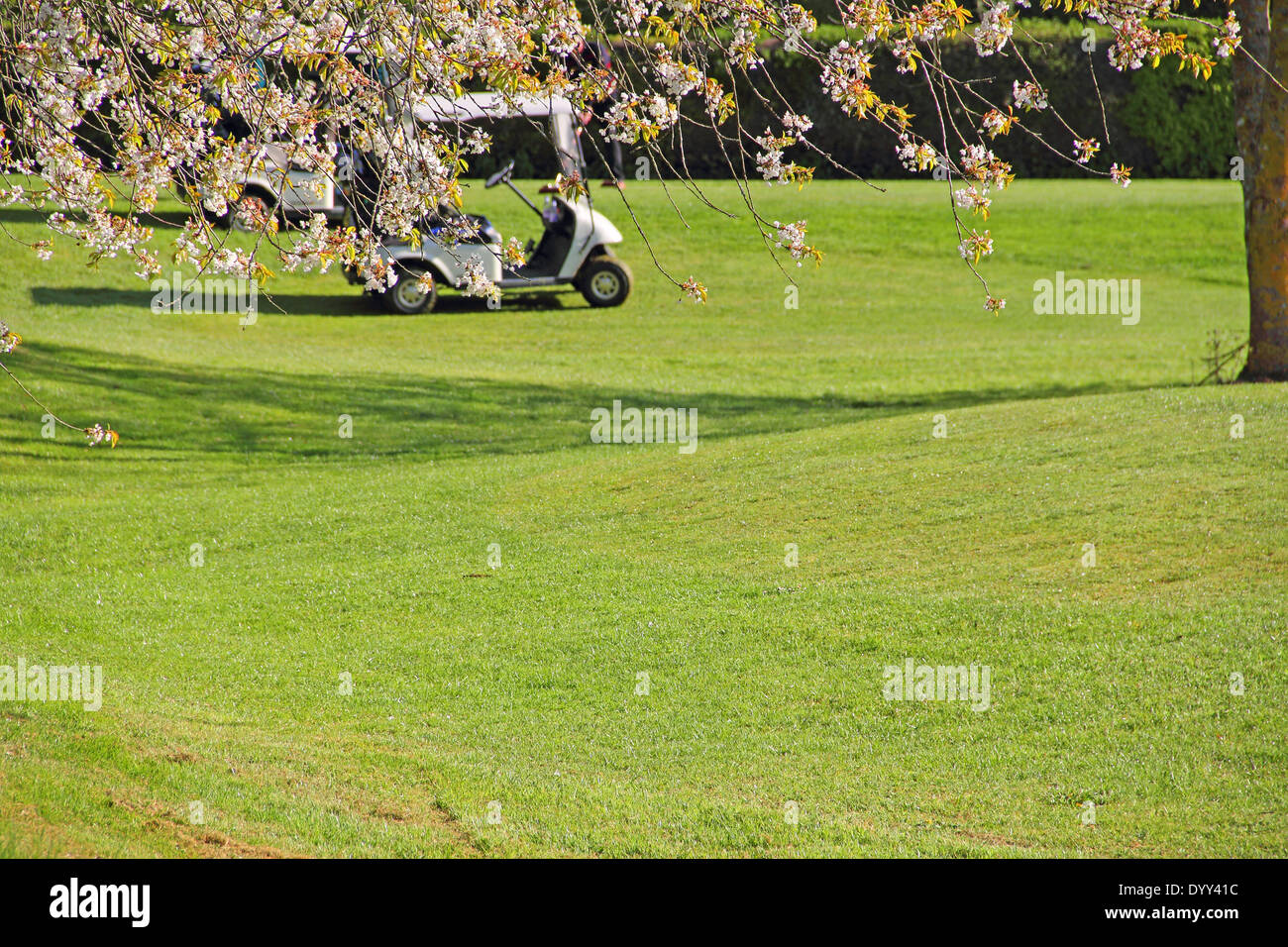 Carrello da golf parcheggiata su un campo da golf e le succursali di fioritura melo Foto Stock