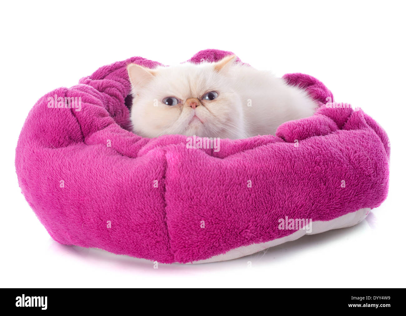 Exotic Shorthair cat davanti a uno sfondo bianco Foto Stock