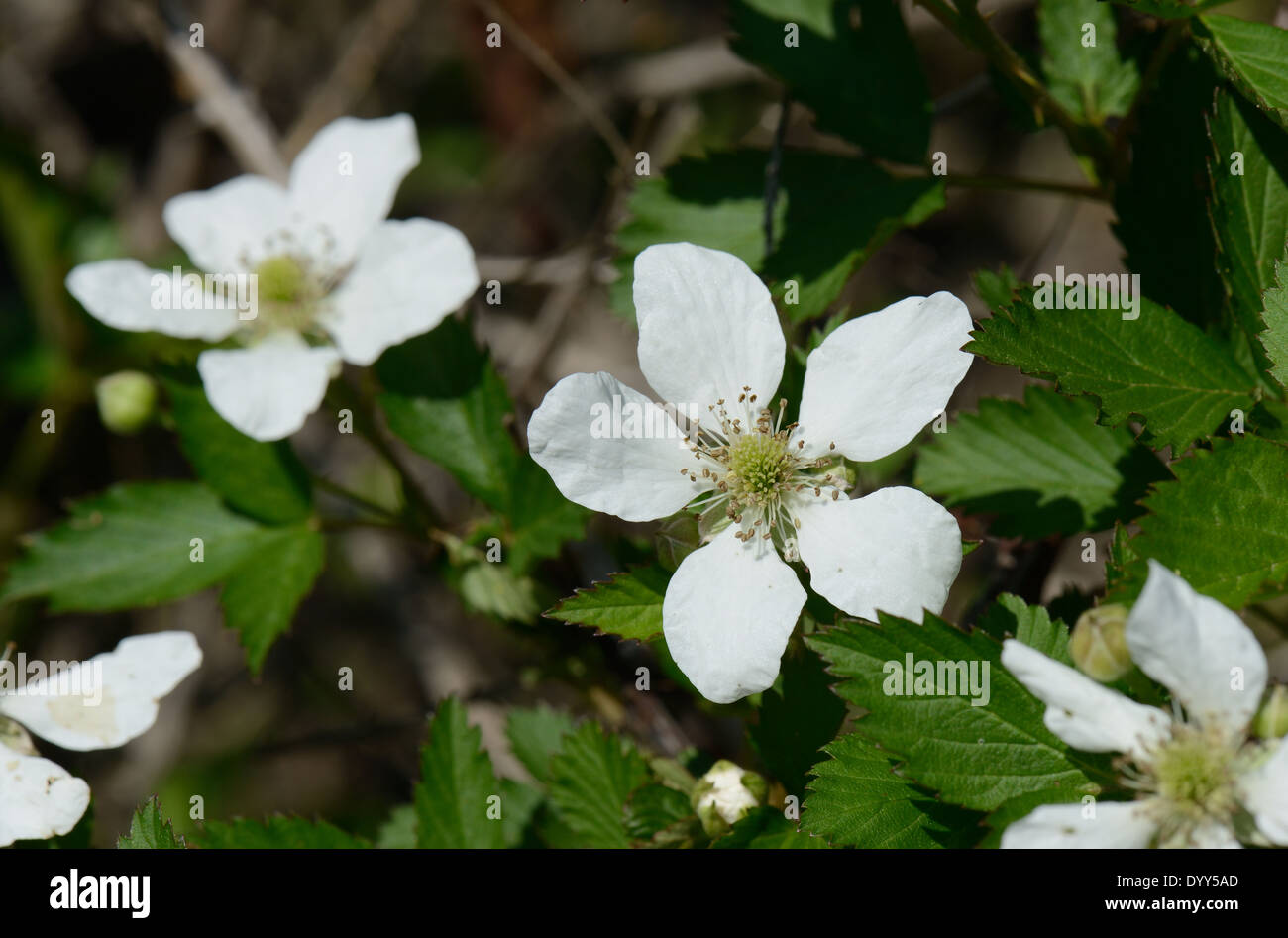 Fiore di dewberry Foto Stock