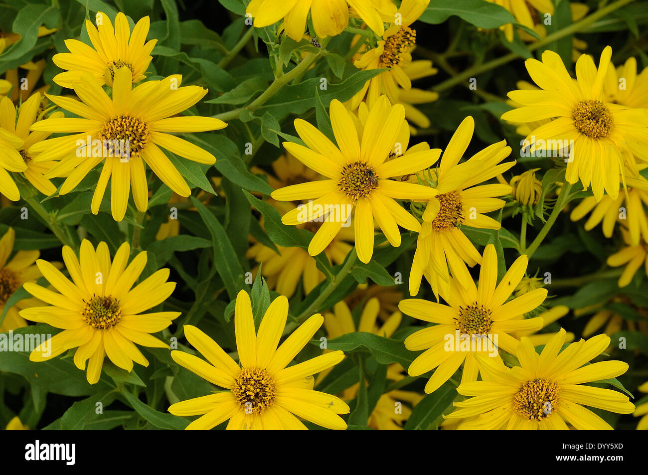 Massimiliano Girasole Foto Stock