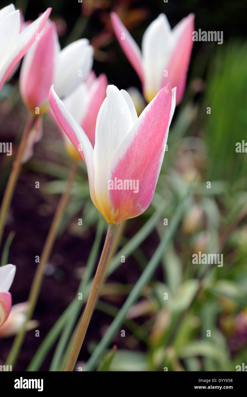 Colpisce i tulipani Foto Stock