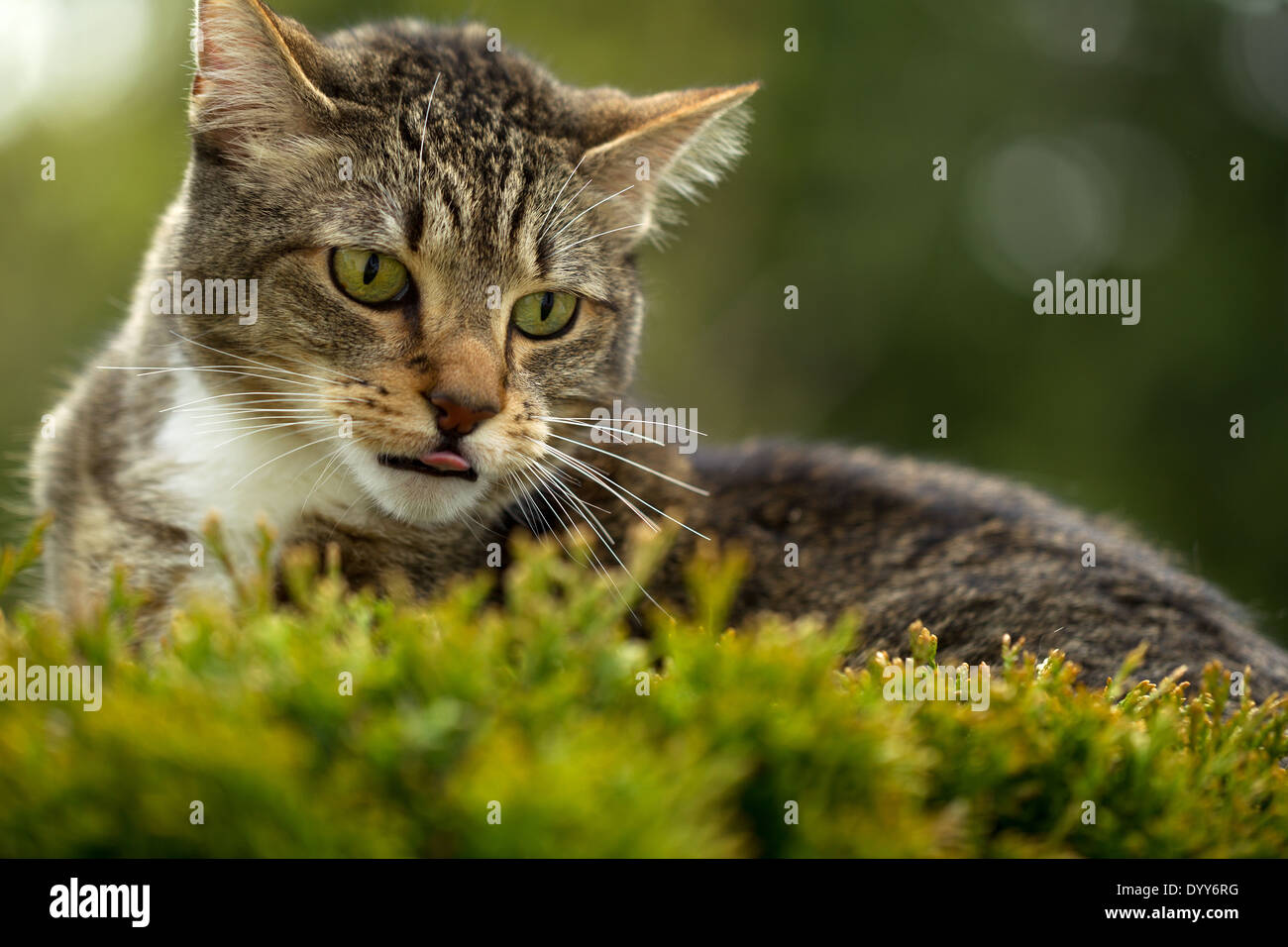 La foto in orizzontale del gatto faccia, con linguetta sporgente, all'aperto sulla parte superiore della boccola di sempreverdi e sfocata fuori alberi in background Foto Stock