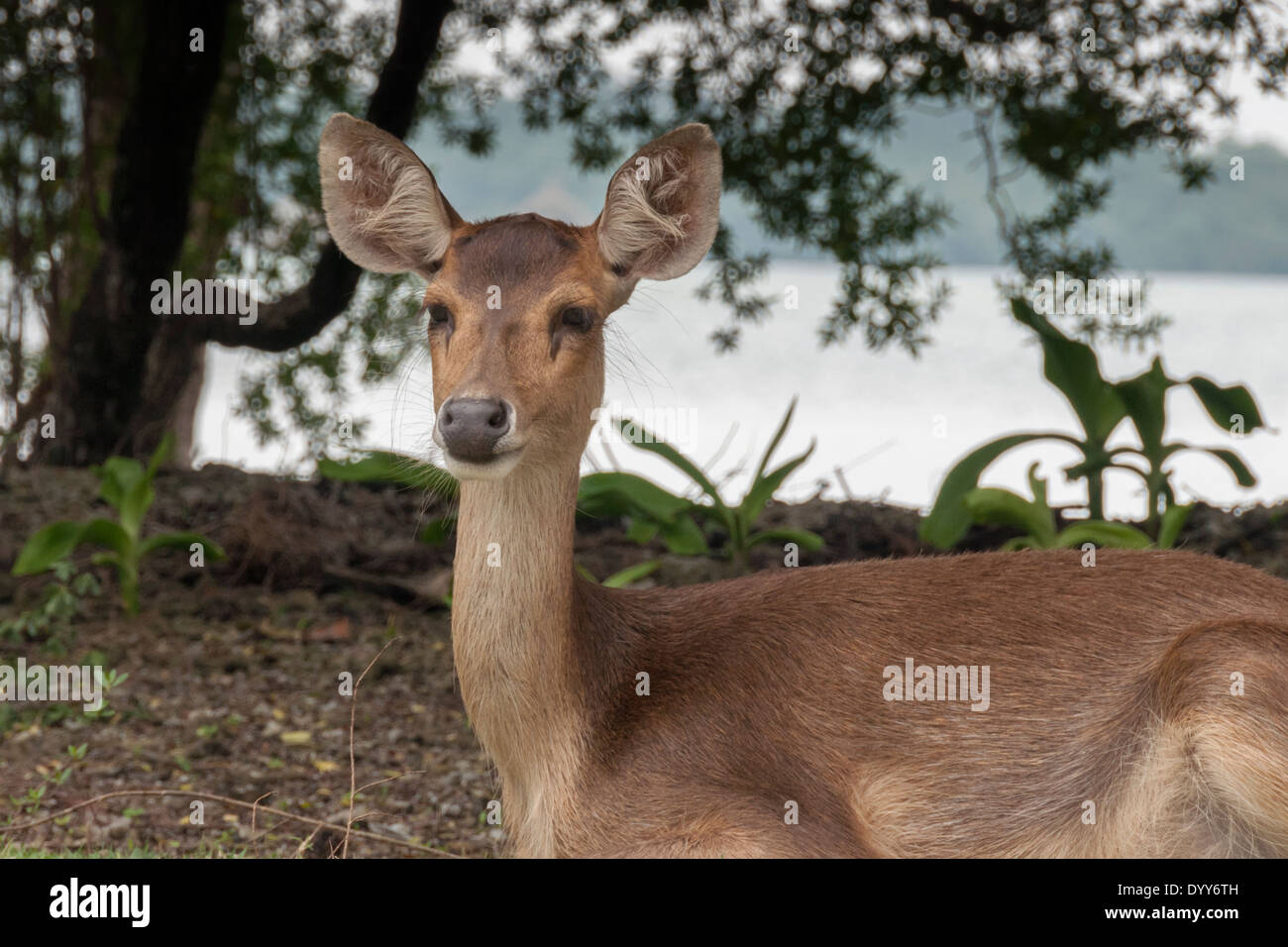 Ritratto di Sunda sambar deer (Rusa Timorensis), Handeuleum Isola, Ujung Kulon National Park, West Java, Indonesia Foto Stock