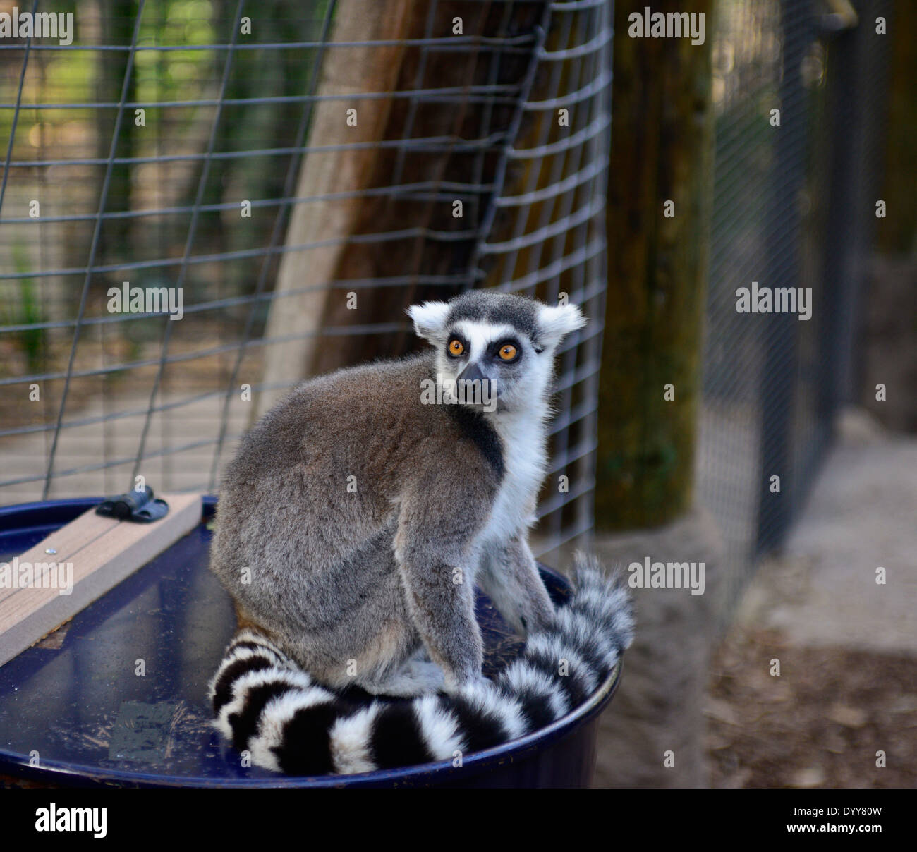 Lemure strepsirrhine (primati) / © Craig M. Eisenberg Foto Stock