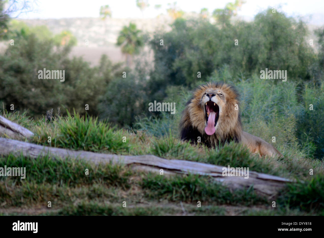 African Lion maschio sbadigli al San Diego Safari Park / © Craig M. Eisenberg Foto Stock