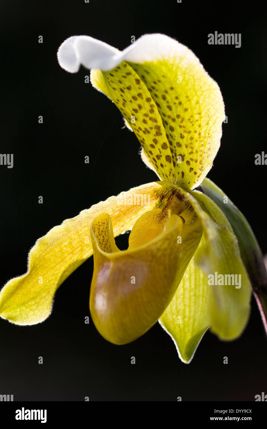 Close-up di giallo Slipper Orchid con gocce di pioggia, offuscata sfondo nero e fotografati retro illuminato in mattina presto la luce del sole Foto Stock