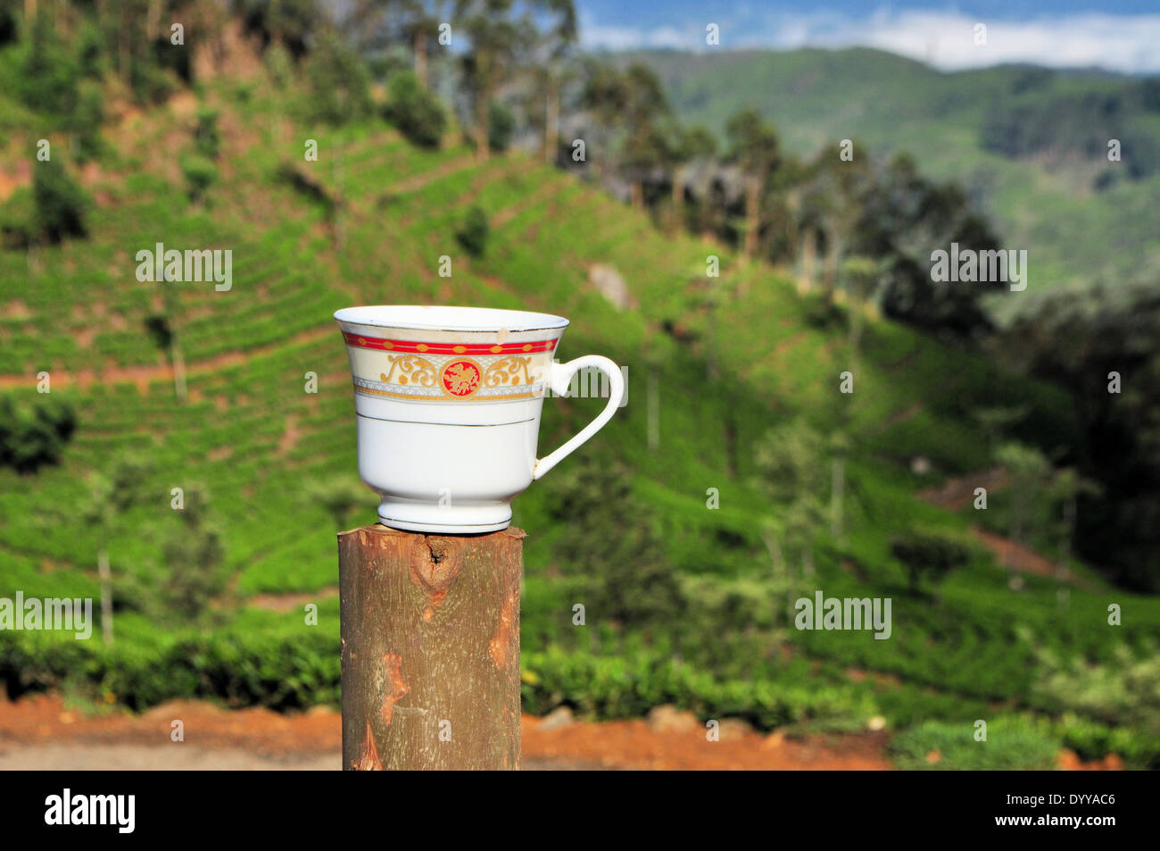 Tazza da tè plantation natura paesaggio in Sri Lanka Foto Stock