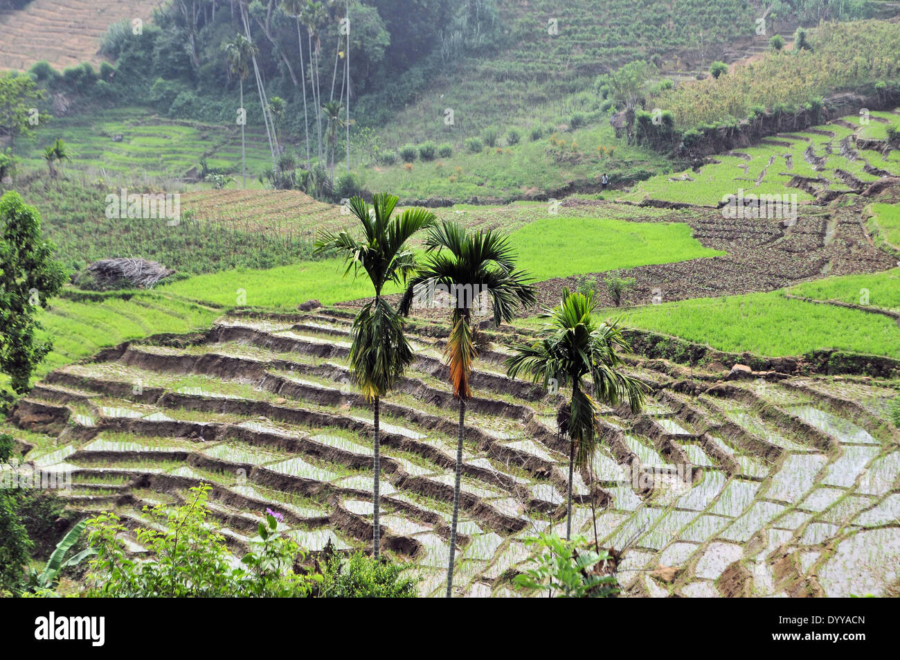 Gradino terrazze di riso in Asia del Sud Foto Stock