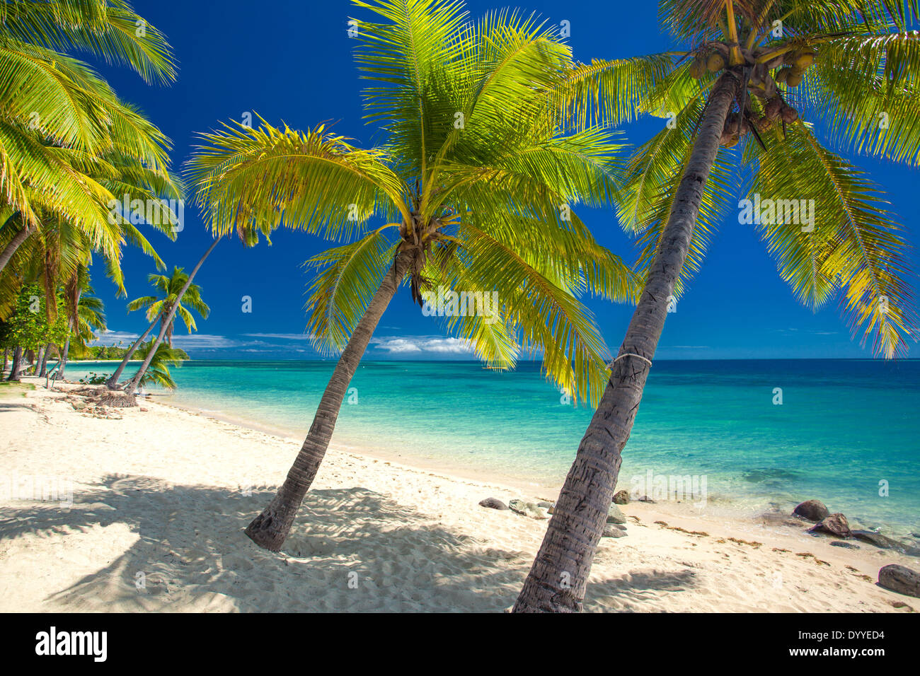 Spiaggia deserta con palme di cocco sulle isole Fiji Foto Stock