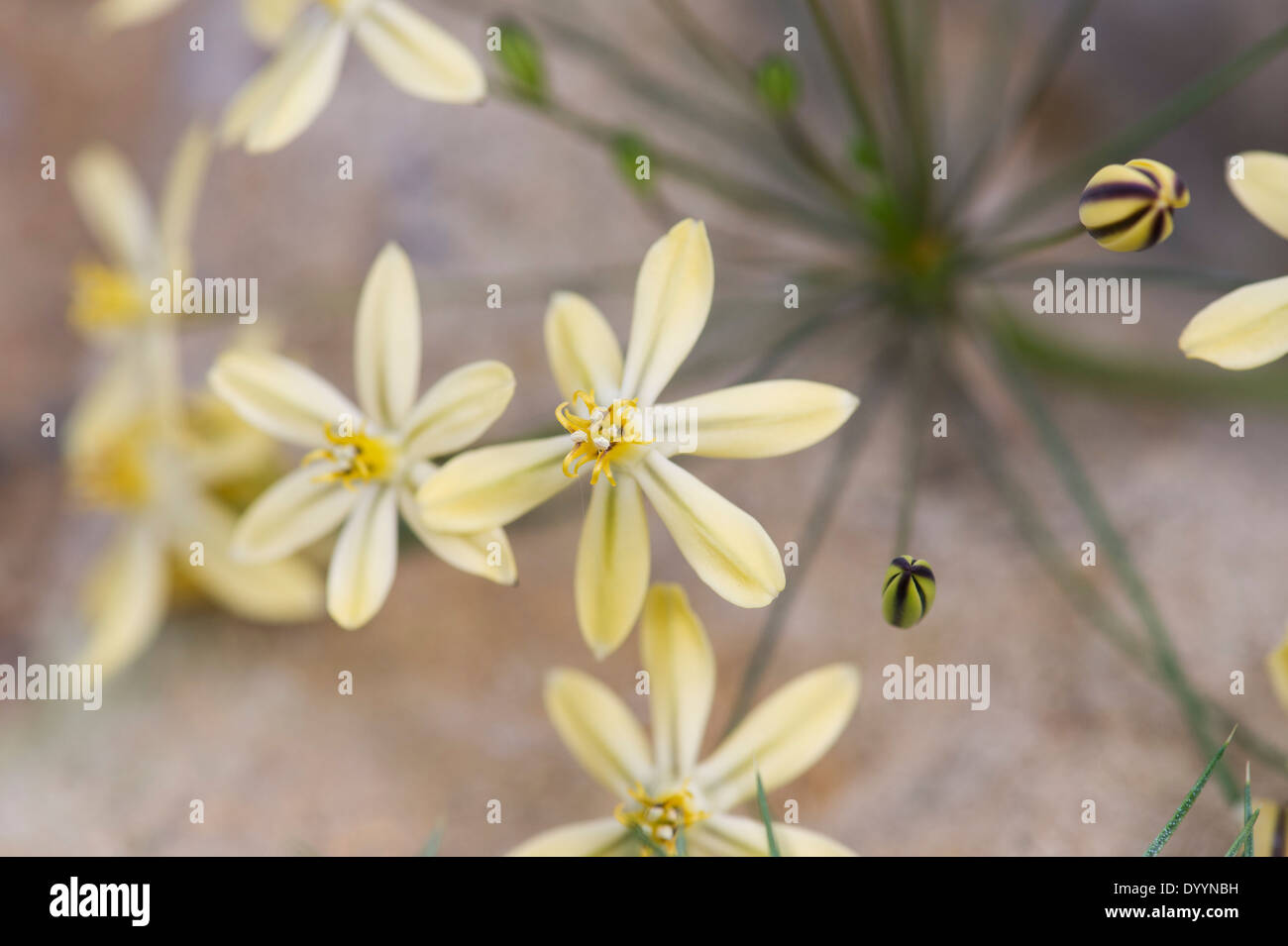 Triteleia Ixioides 'starlight' fiori Foto Stock