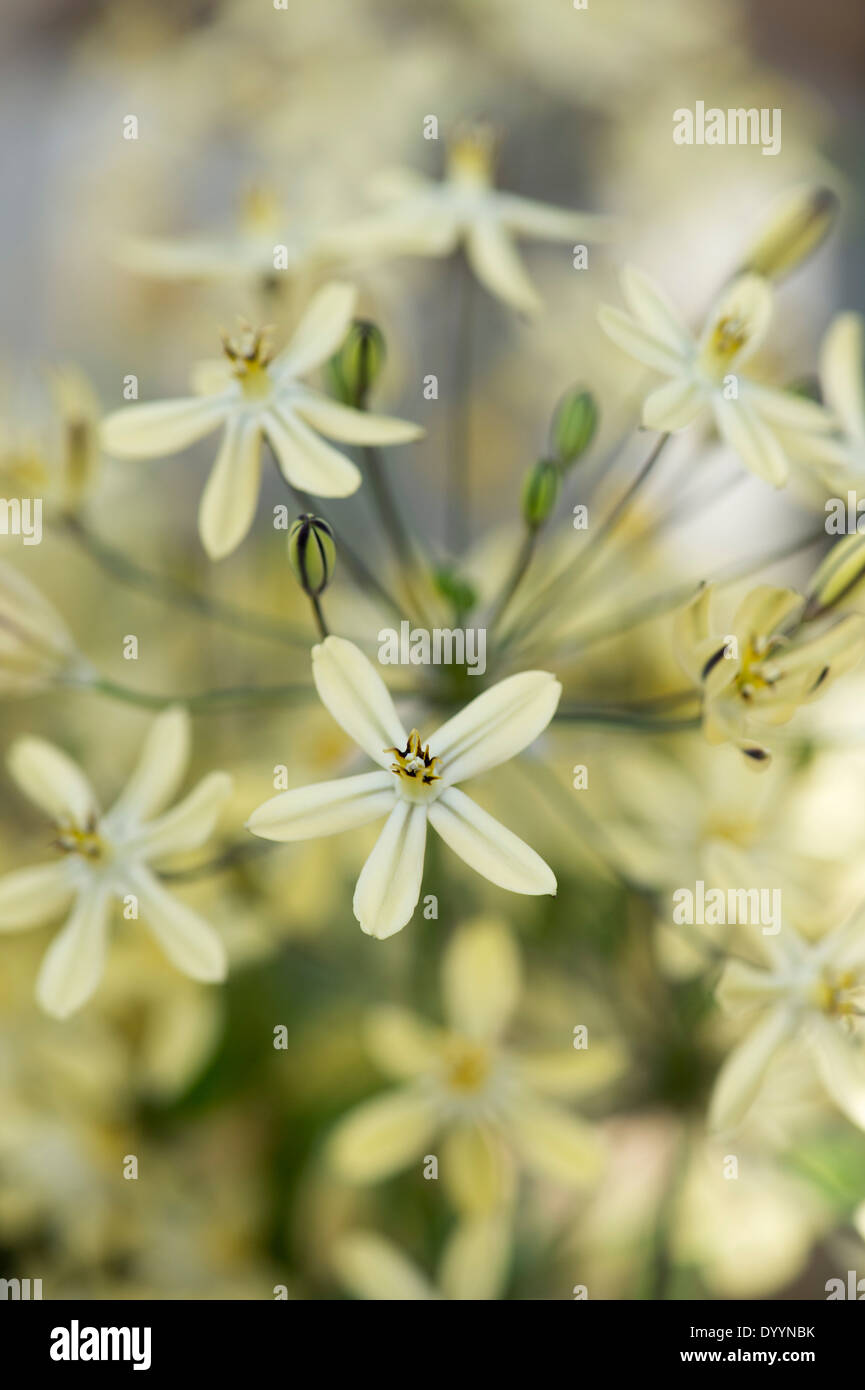 Triteleia Ixioides 'starlight' fiori Foto Stock